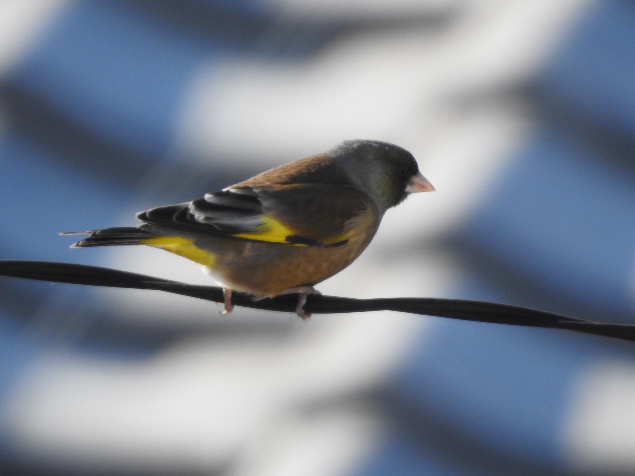 Photo of Grey-capped Greenfinch at 茨城県つくばみらい市 by Simo