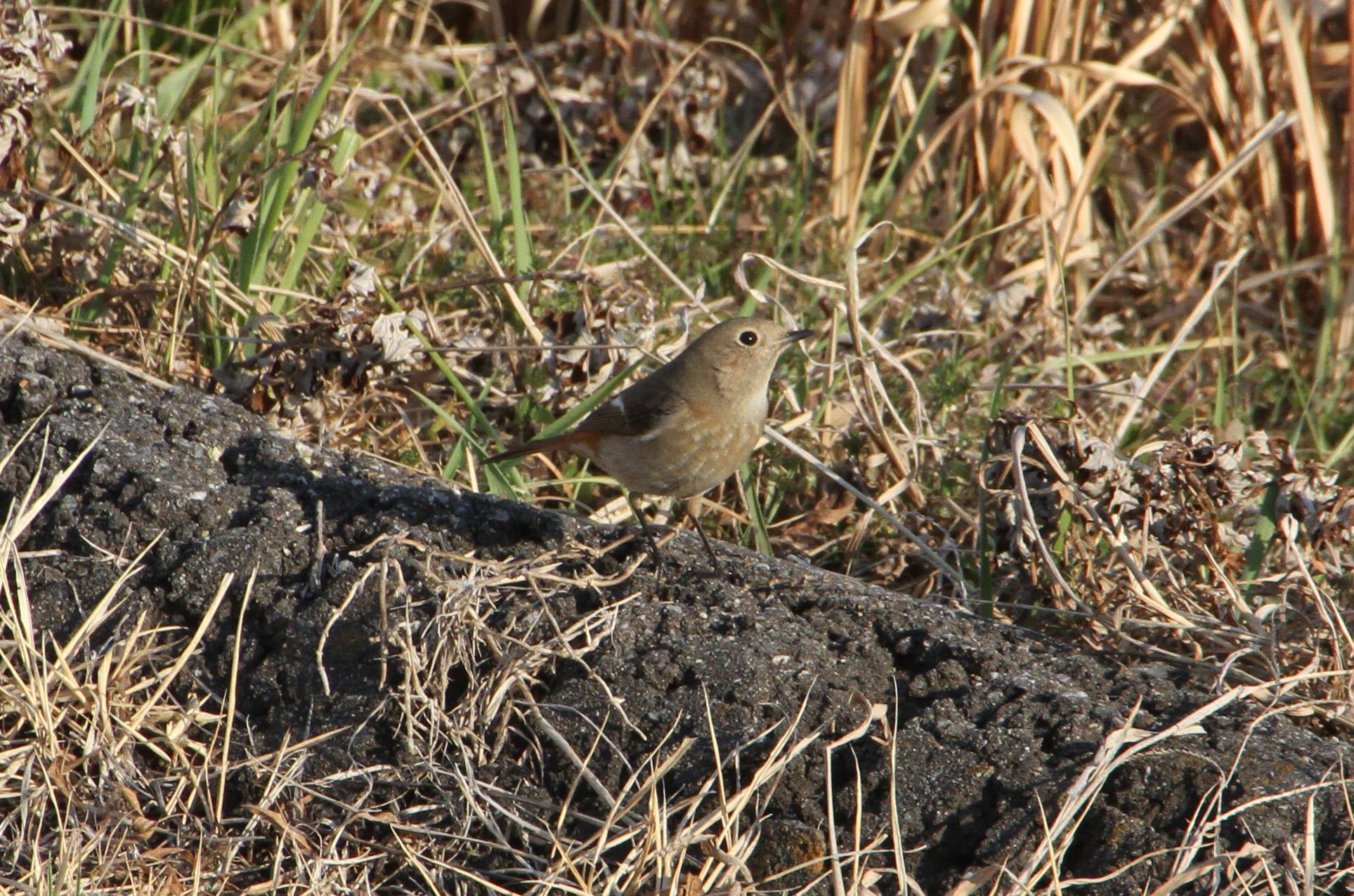 Photo of Daurian Redstart at 茨城県つくばみらい市 by Simo