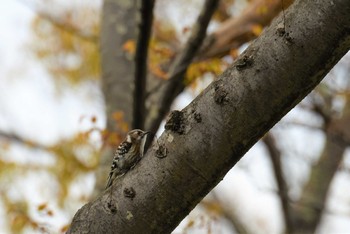 Japanese Pygmy Woodpecker Aobayama Park Sun, 4/21/2019