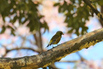 Grey-capped Greenfinch Aobayama Park Mon, 4/22/2019