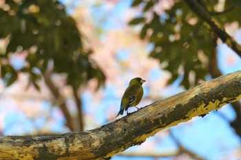 カワラヒワ 青葉山公園 2019年4月22日(月)