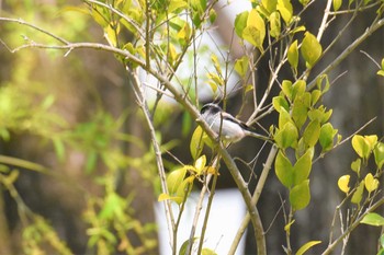 Long-tailed Tit Aobayama Park Mon, 4/22/2019