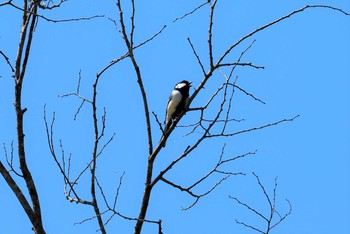 シジュウカラ 青葉山公園 2019年4月22日(月)