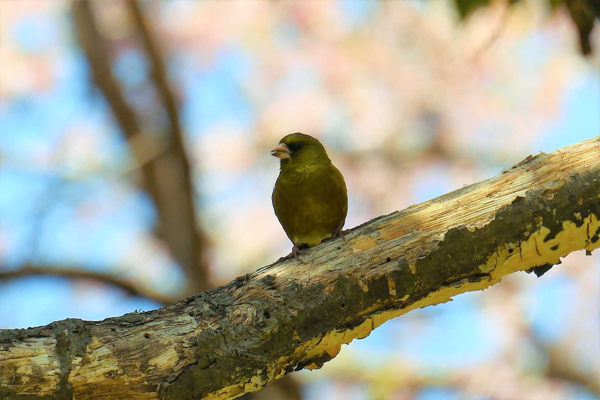 青葉山公園 カワラヒワの写真 by もちもちもっち～@ニッポン城めぐり中