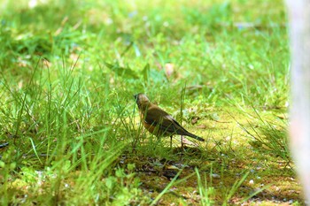 Brown-headed Thrush Aobayama Park Mon, 4/22/2019