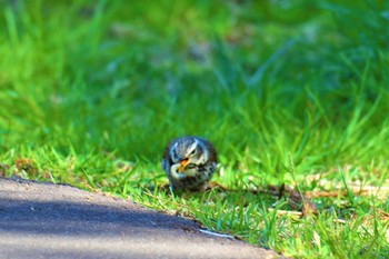 ツグミ 七北田公園 2019年4月22日(月)