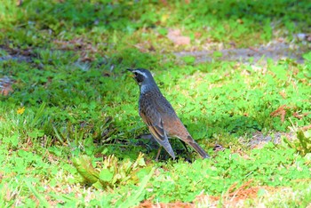 Dusky Thrush 七北田公園 Mon, 4/22/2019