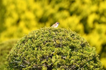 Eurasian Tree Sparrow 七北田公園 Mon, 4/22/2019