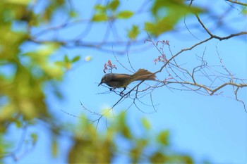 Brown-eared Bulbul Aobayama Park Tue, 4/23/2019