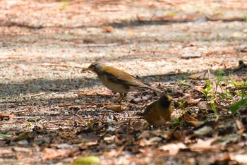 Pale Thrush Aobayama Park Tue, 4/23/2019