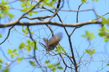 ヒヨドリ 青葉山公園 2019年4月23日(火)