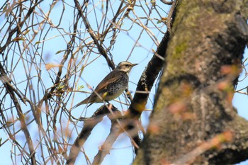 ツグミ 青葉山公園 2019年4月23日(火)