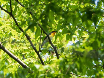 2019年4月21日(日) 六義園の野鳥観察記録