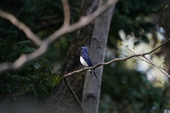 Blue-and-white Flycatcher 東京都多摩地域 Mon, 4/15/2019