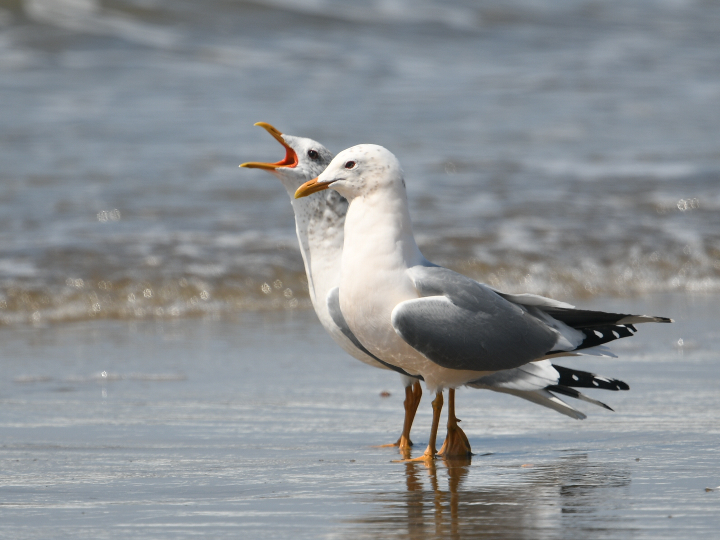 Photo of Common Gull at 河北潟 by Yuki86