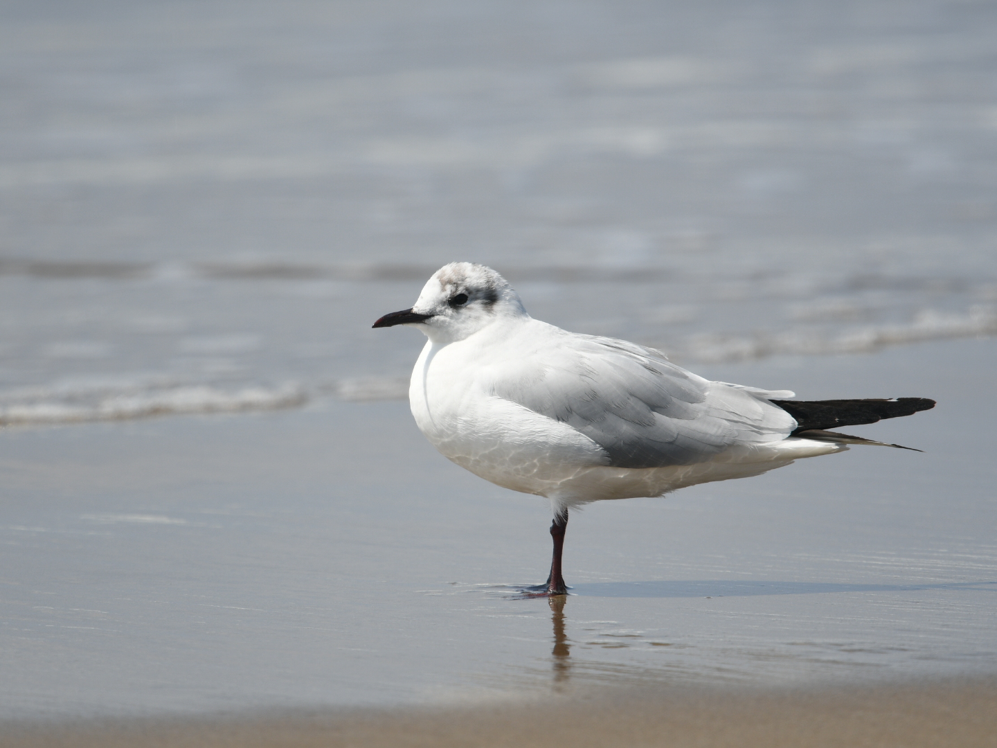 Black-headed Gull