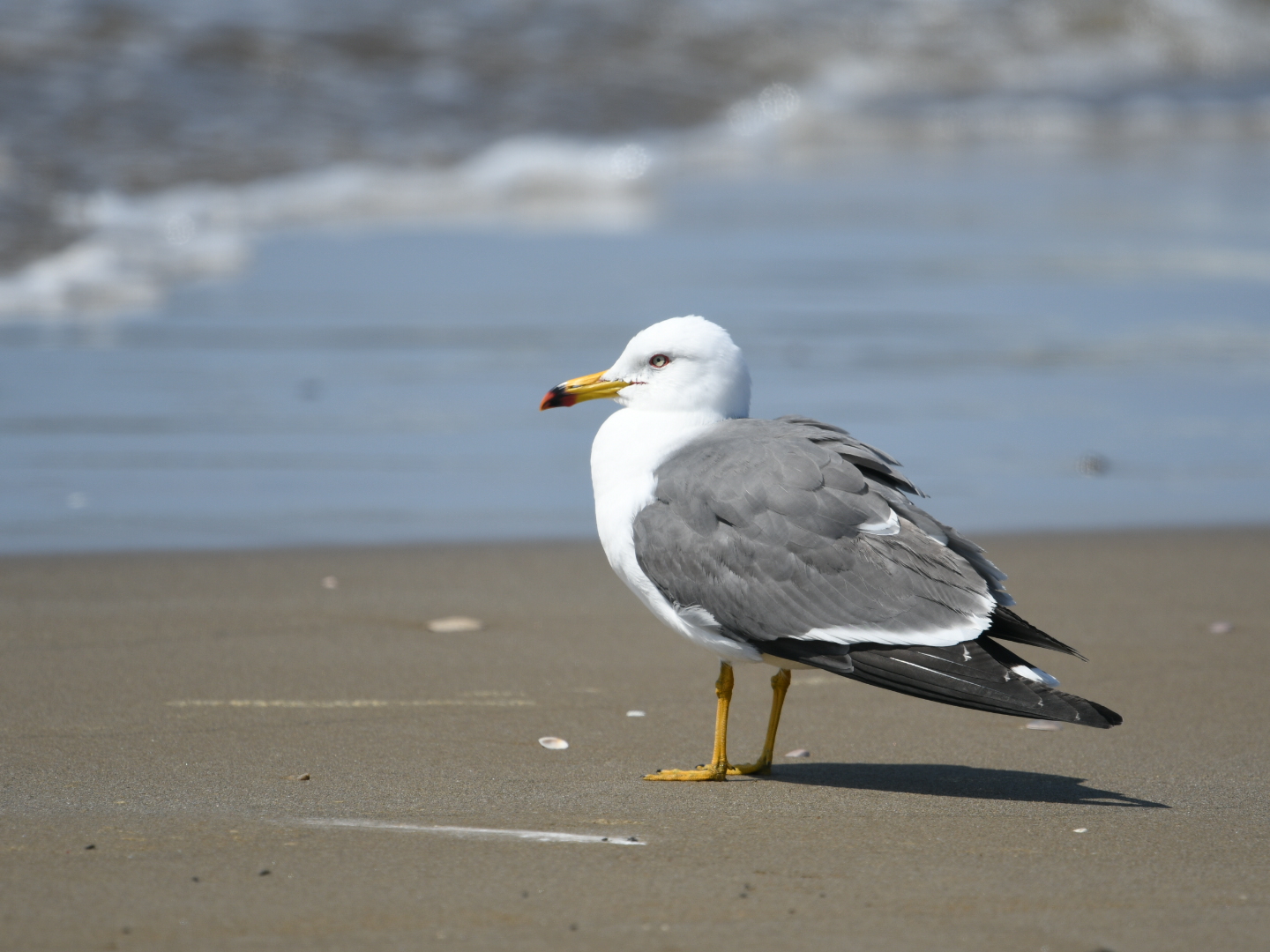 Photo of Black-tailed Gull at 河北潟 by Yuki86