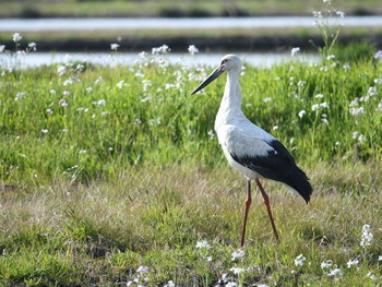 コウノトリ 河北潟 2019年4月11日(木)