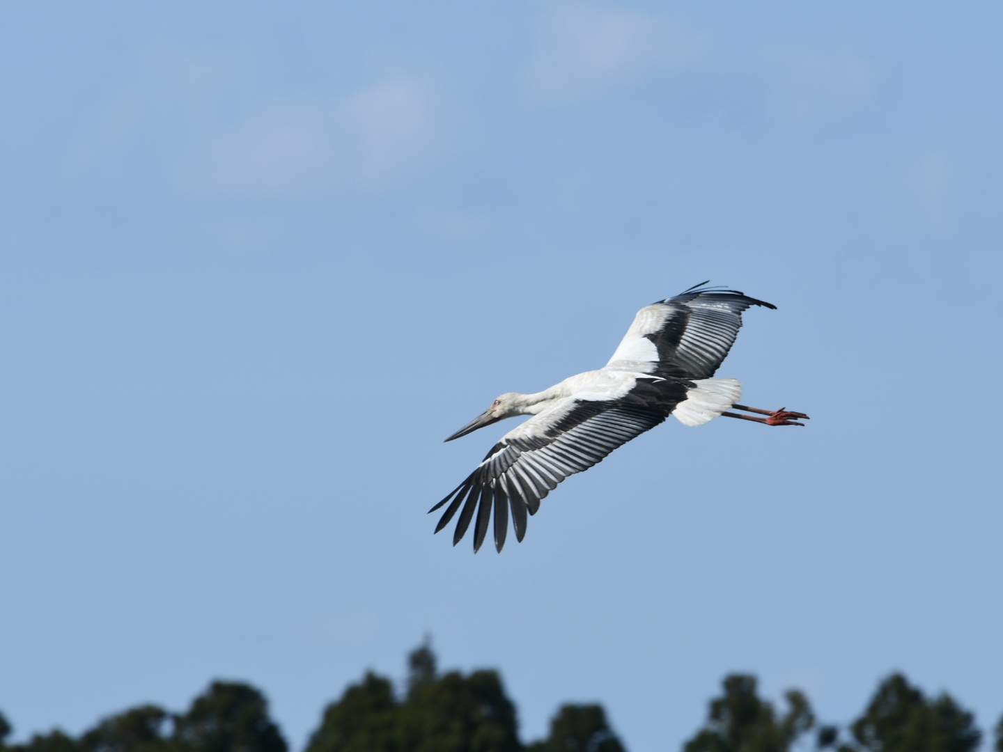 Oriental Stork