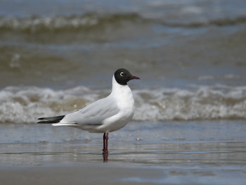 ユリカモメ 河北潟 2019年4月11日(木)