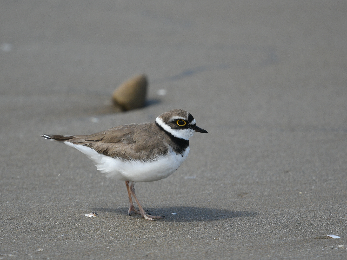 Photo of Little Ringed Plover at 河北潟 by Yuki86