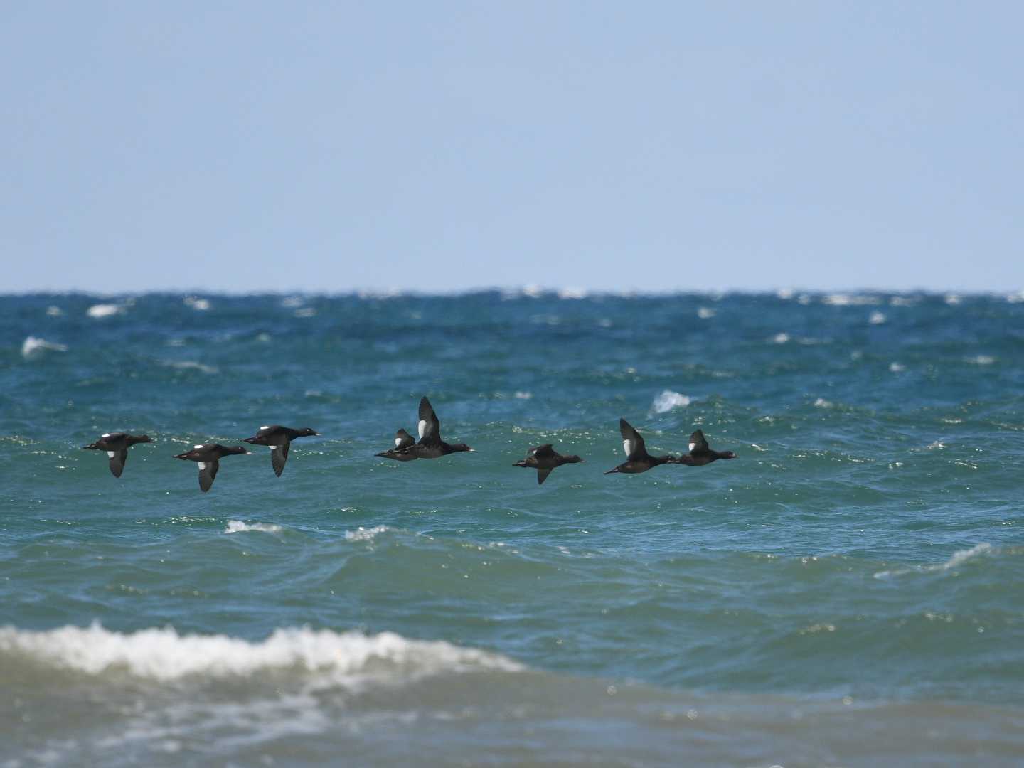 White-winged Scoter