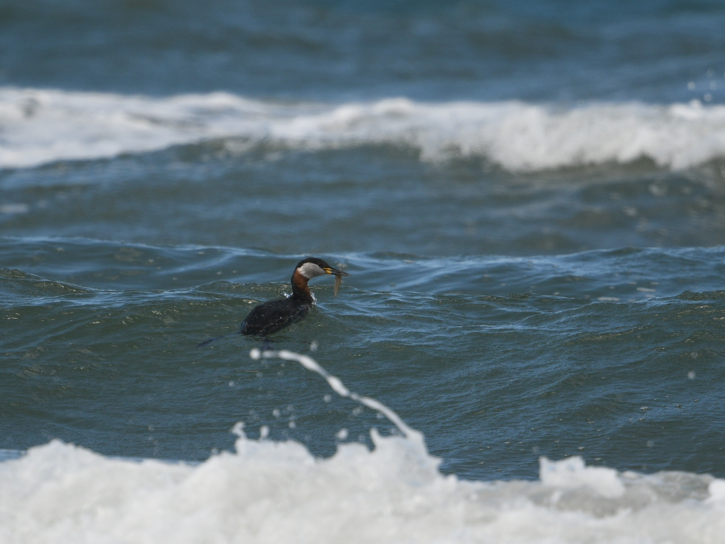 Red-necked Grebe