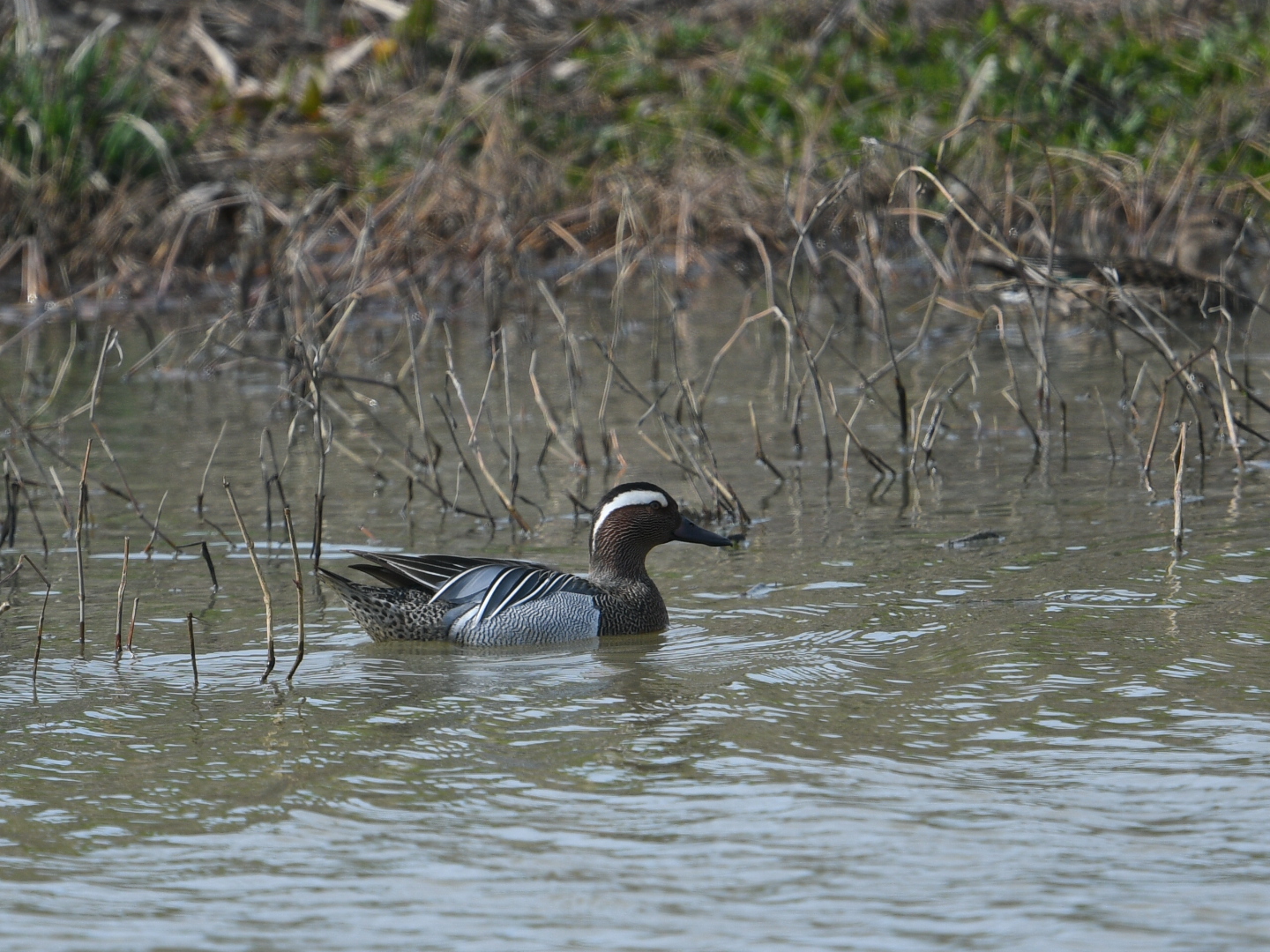 Photo of Garganey at 河北潟 by Yuki86