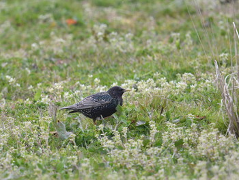 2019年4月11日(木) 河北潟の野鳥観察記録