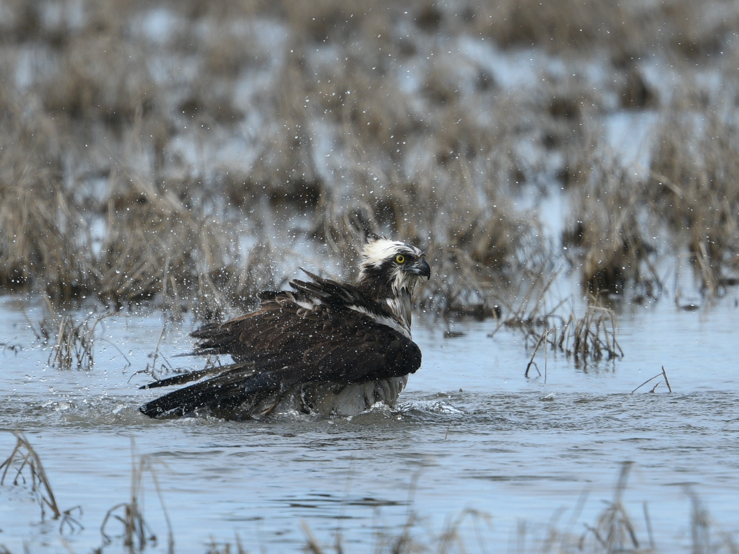 Photo of Osprey at 河北潟 by Yuki86