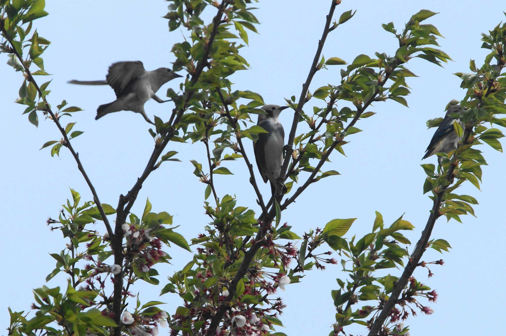 Chestnut-cheeked Starling