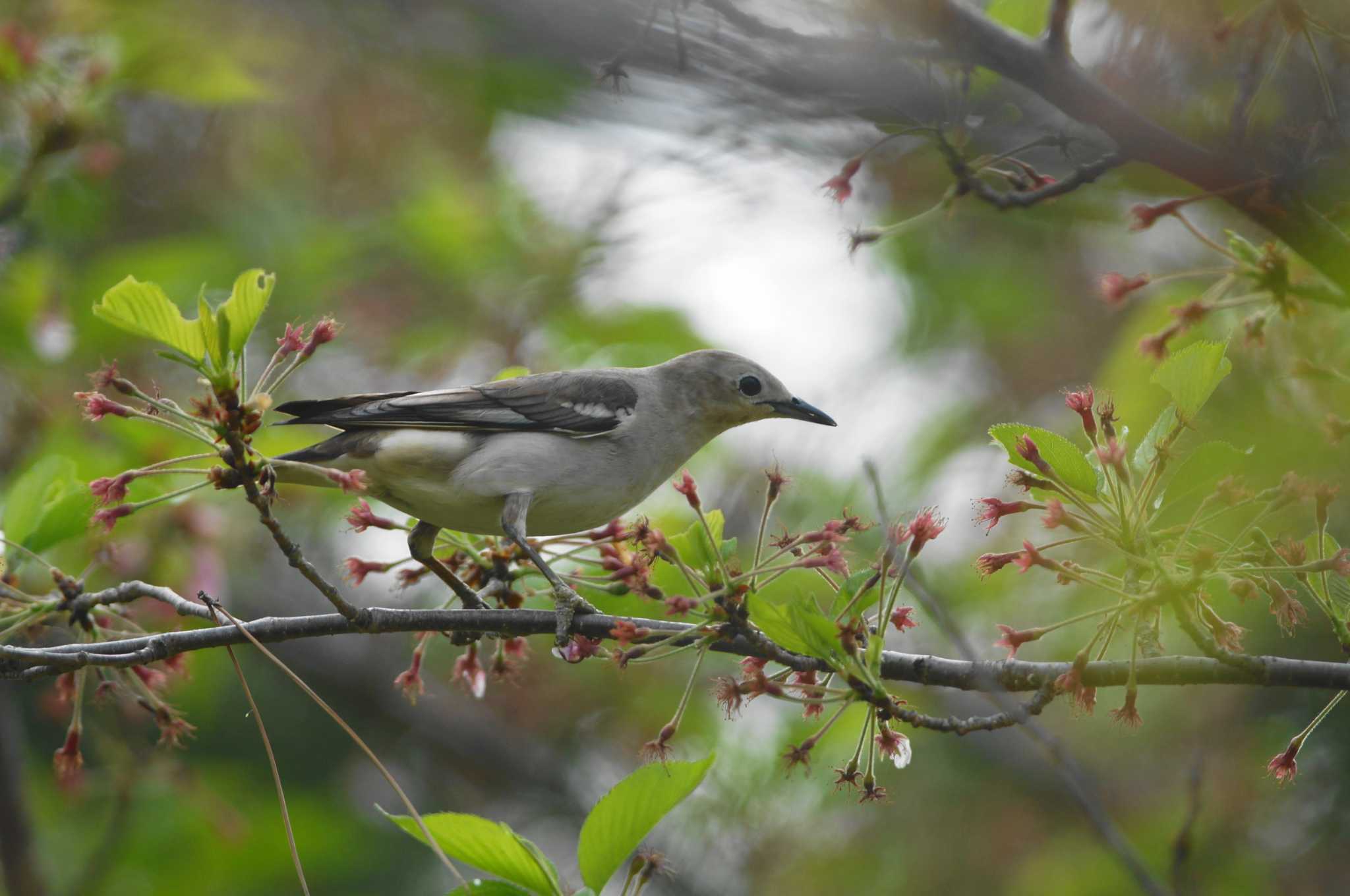 Chestnut-cheeked Starling