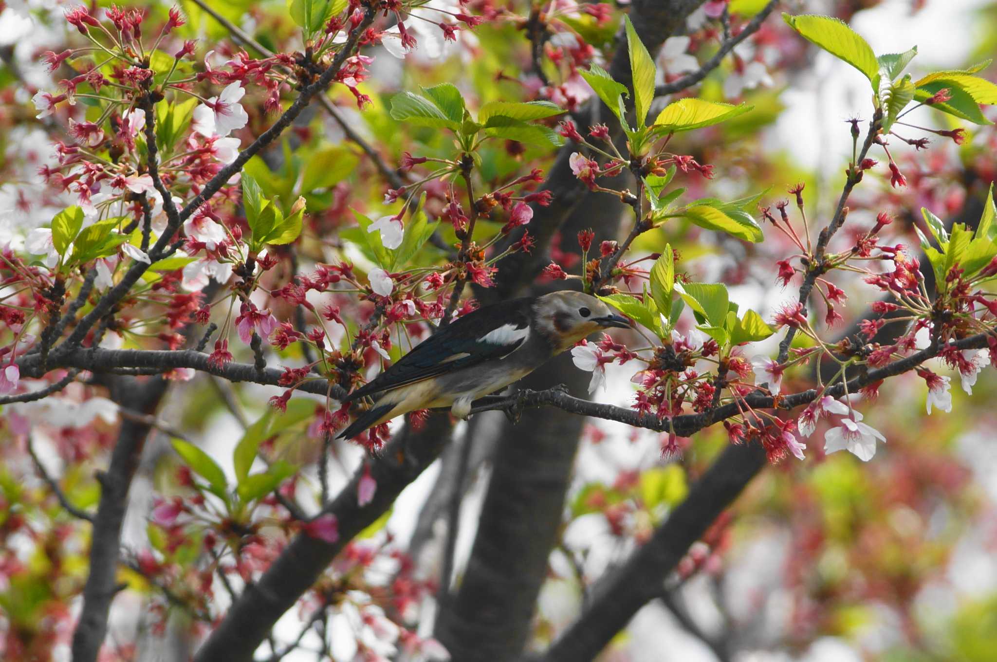 Chestnut-cheeked Starling