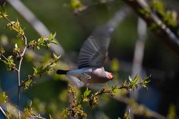 ウソ 神奈川県 2019年4月13日(土)