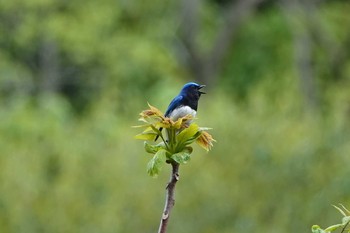 オオルリ 和歌山市 2019年4月23日(火)