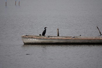 2018年3月18日(日) 手賀沼の野鳥観察記録