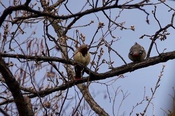 2018年3月18日(日) 秋ヶ瀬公園付近の野鳥観察記録