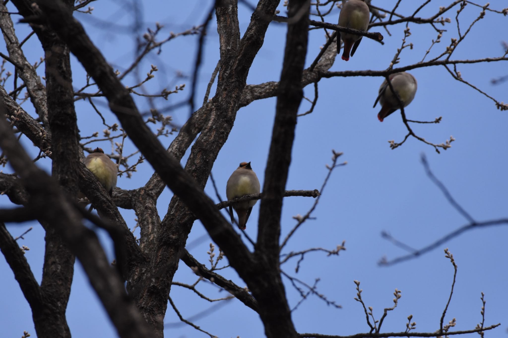 秋ヶ瀬公園付近 ヒレンジャクの写真 by Hofstadter2303