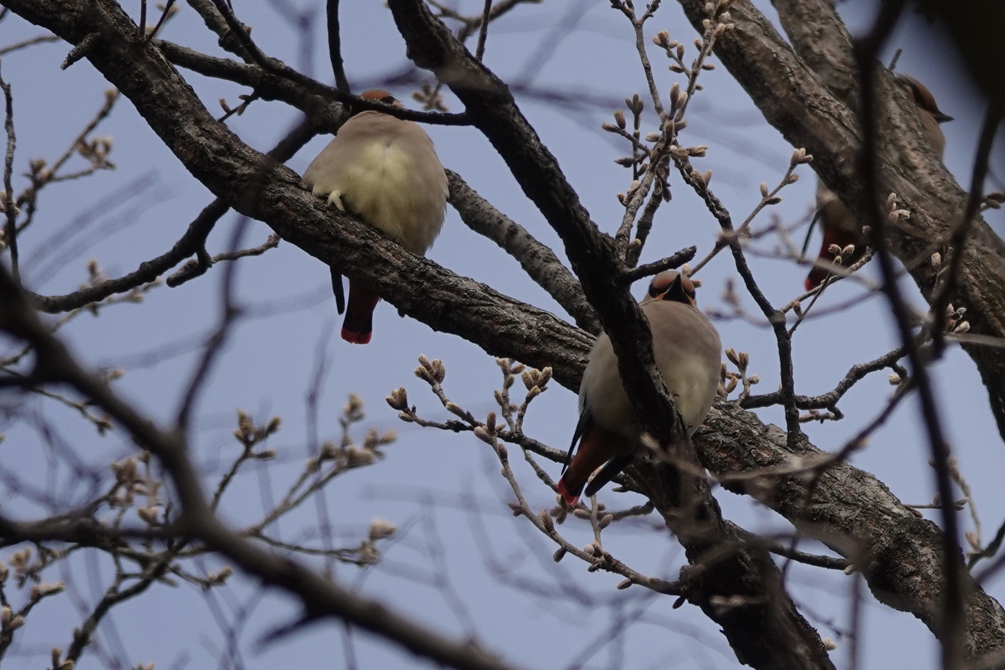 秋ヶ瀬公園付近 ヒレンジャクの写真 by Hofstadter2303