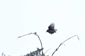 オオルリ 場所が不明 2019年4月24日(水)