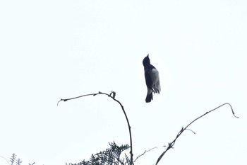 オオルリ 場所が不明 2019年4月24日(水)