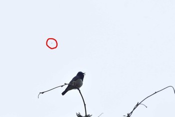 Blue-and-white Flycatcher Unknown Spots Unknown Date