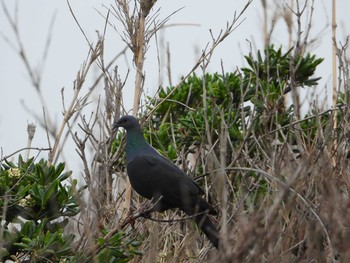 2019年4月25日(木) 三宅島の野鳥観察記録