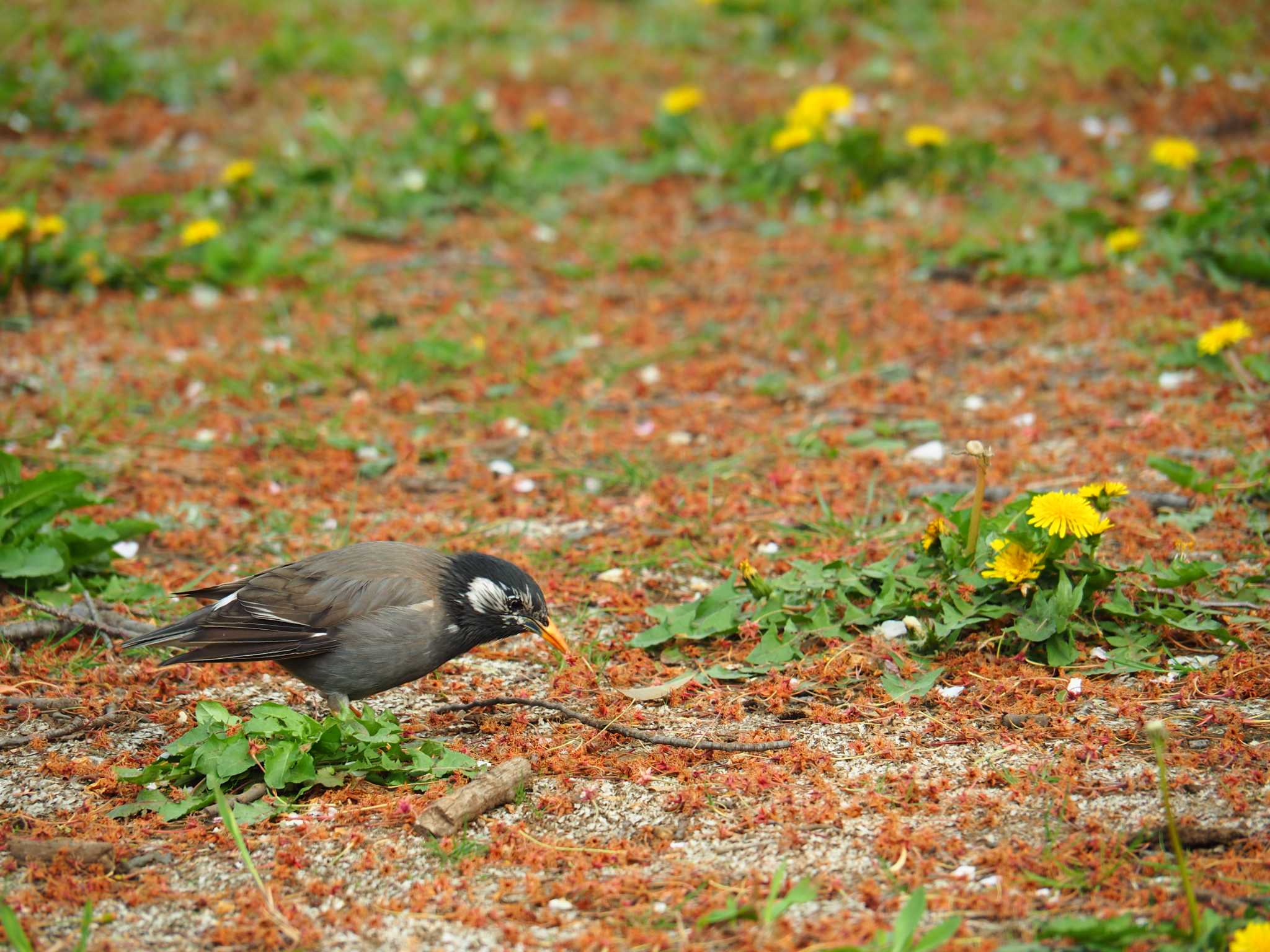 White-cheeked Starling