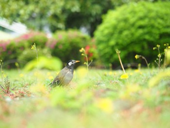 White-cheeked Starling Shinjuku Gyoen National Garden Sun, 4/21/2019