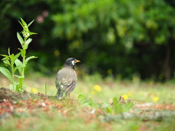 White-cheeked Starling Shinjuku Gyoen National Garden Sun, 4/21/2019