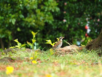 Dusky Thrush Shinjuku Gyoen National Garden Sun, 4/21/2019