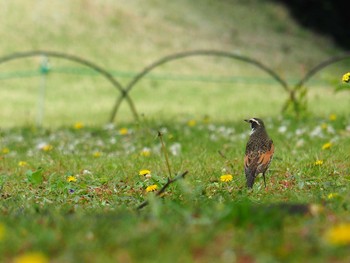 Dusky Thrush Shinjuku Gyoen National Garden Sun, 4/21/2019