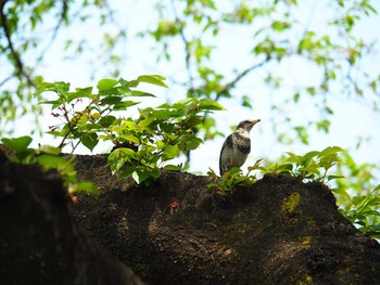 Dusky Thrush Shinjuku Gyoen National Garden Sun, 4/21/2019