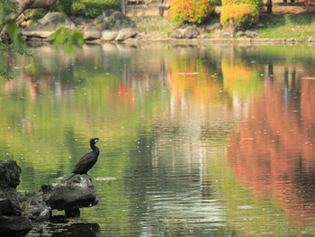 Great Cormorant Shinjuku Gyoen National Garden Sun, 4/21/2019